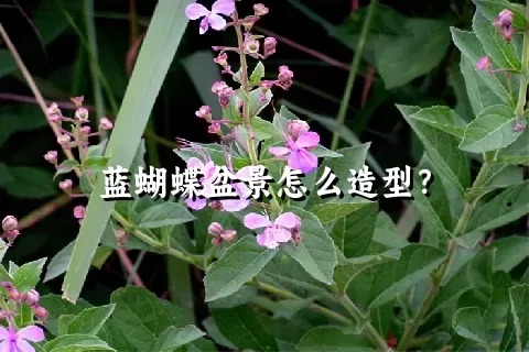 蓝蝴蝶盆景怎么造型？