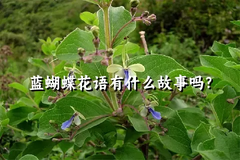 蓝蝴蝶花语有什么故事吗？