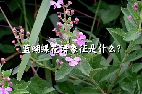 蓝蝴蝶花语象征是什么？