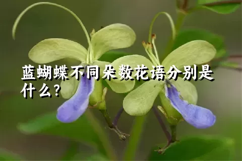 蓝蝴蝶不同朵数花语分别是什么？