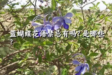 蓝蝴蝶花语禁忌有吗？是哪些？