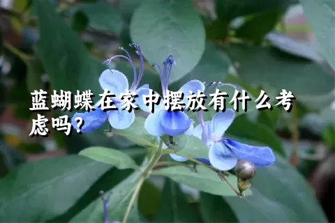 蓝蝴蝶在家中摆放有什么考虑吗？