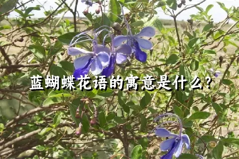 蓝蝴蝶花语的寓意是什么？