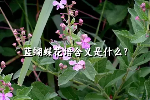 蓝蝴蝶花语含义是什么？