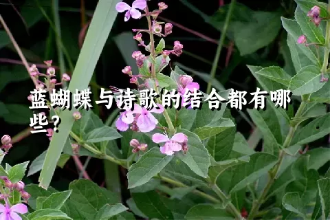 蓝蝴蝶与诗歌的结合都有哪些？