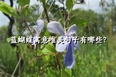 蓝蝴蝶寓意唯美句子有哪些？