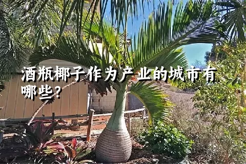 酒瓶椰子作为产业的城市有哪些？