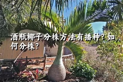 酒瓶椰子分株方法有播种？如何分株？