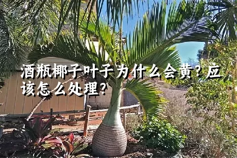 酒瓶椰子叶子为什么会黄？应该怎么处理？