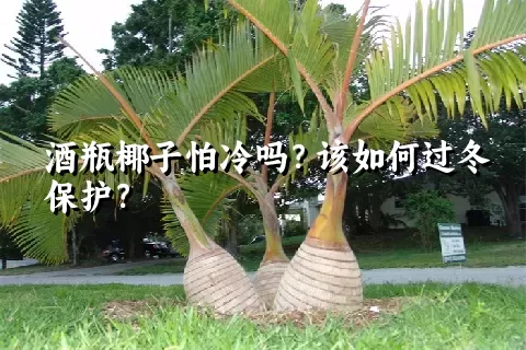 酒瓶椰子怕冷吗？该如何过冬保护？