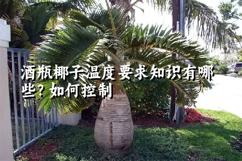 酒瓶椰子温度要求知识有哪些？如何控制