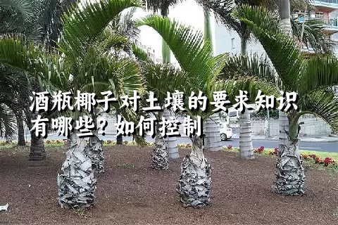 酒瓶椰子对土壤的要求知识有哪些？如何控制