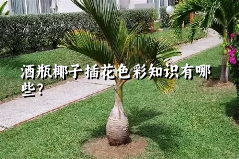 酒瓶椰子插花色彩知识有哪些？