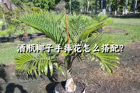 酒瓶椰子手捧花怎么搭配？