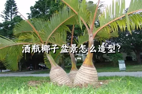 酒瓶椰子盆景怎么造型？
