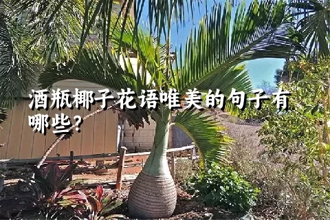 酒瓶椰子花语唯美的句子有哪些？