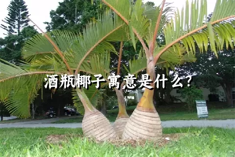 酒瓶椰子寓意是什么？