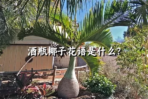 酒瓶椰子花语是什么？