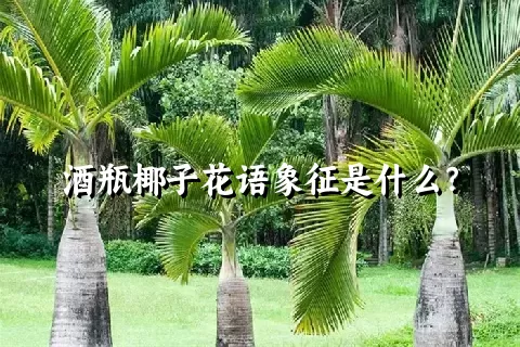 酒瓶椰子花语象征是什么？