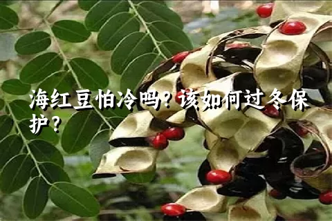 海红豆怕冷吗？该如何过冬保护？