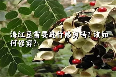 海红豆需要进行修剪吗？该如何修剪？