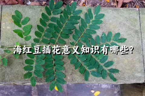 海红豆插花意义知识有哪些？