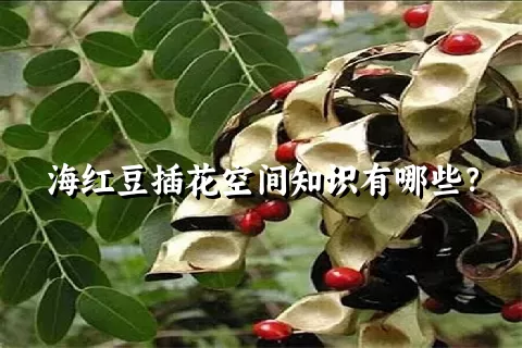 海红豆插花空间知识有哪些？