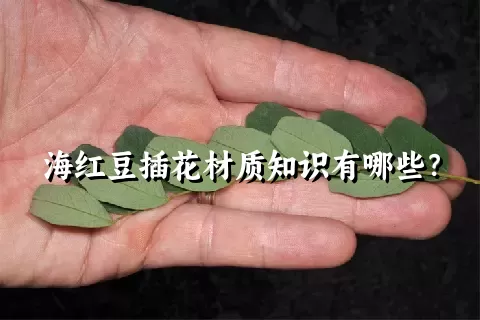 海红豆插花材质知识有哪些？