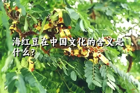 海红豆在中国文化的含义是什么？