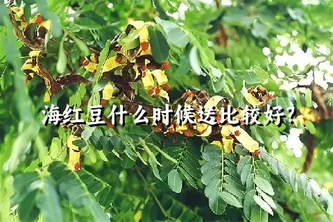 海红豆什么时候送比较好？