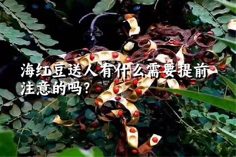 海红豆送人有什么需要提前注意的吗？