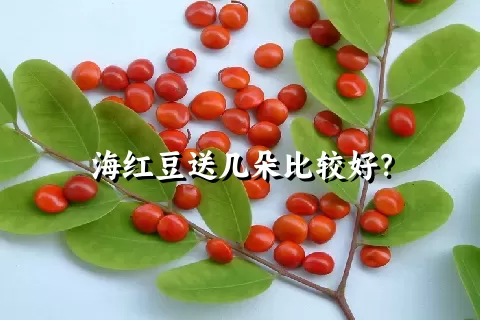 海红豆送几朵比较好？