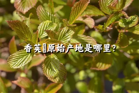 香荚蒾原始产地是哪里？