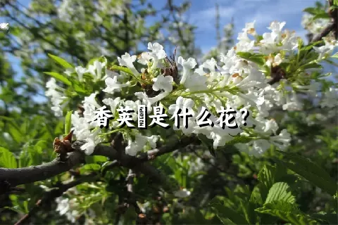 香荚蒾是什么花？