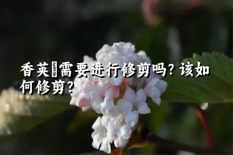 香荚蒾需要进行修剪吗？该如何修剪？