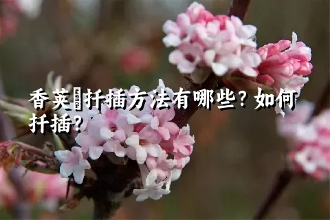 香荚蒾扦插方法有哪些？如何扦插？