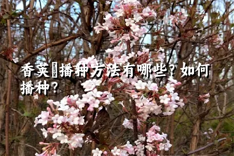 香荚蒾播种方法有哪些？如何播种？