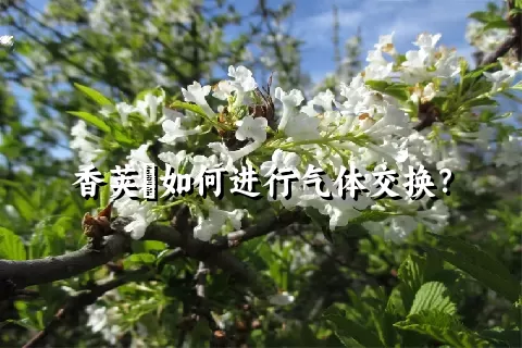 香荚蒾如何进行气体交换？