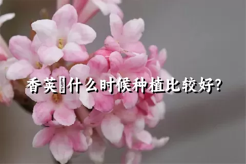 香荚蒾什么时候种植比较好？