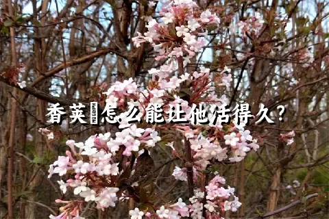 香荚蒾怎么能让他活得久？