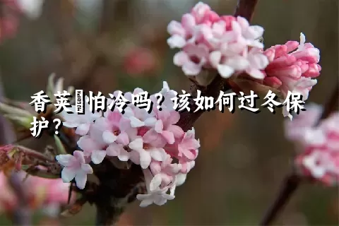 香荚蒾怕冷吗？该如何过冬保护？