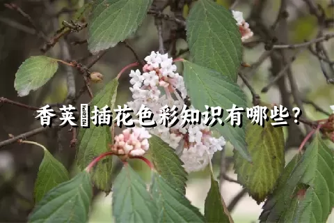 香荚蒾插花色彩知识有哪些？