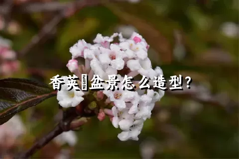 香荚蒾盆景怎么造型？