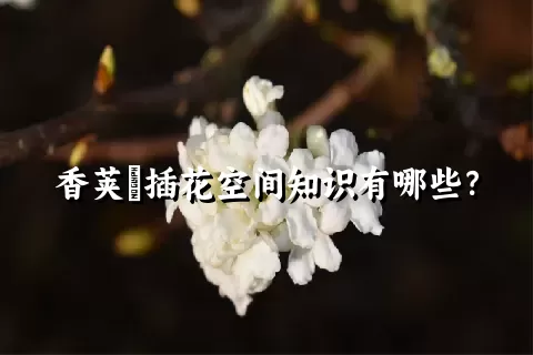 香荚蒾插花空间知识有哪些？