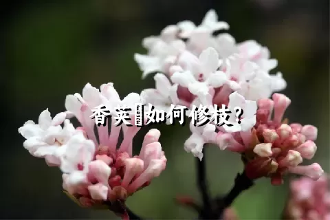 香荚蒾如何修枝？