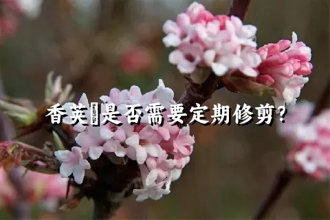 香荚蒾是否需要定期修剪？