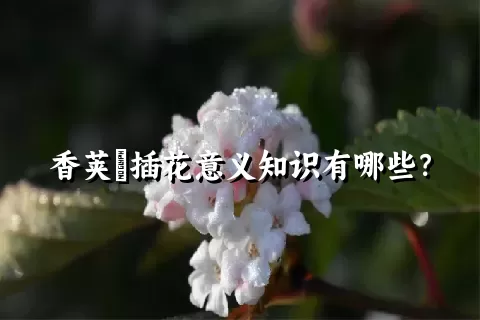 香荚蒾插花意义知识有哪些？