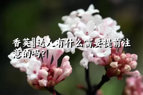 香荚蒾送人有什么需要提前注意的吗？