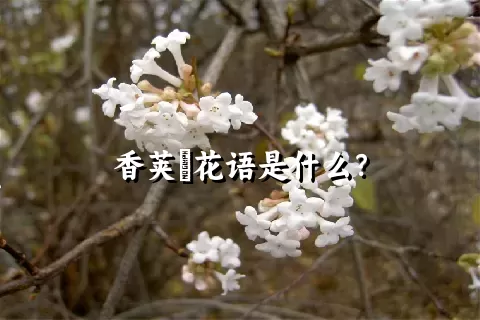 香荚蒾花语是什么？