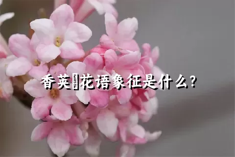 香荚蒾花语象征是什么？